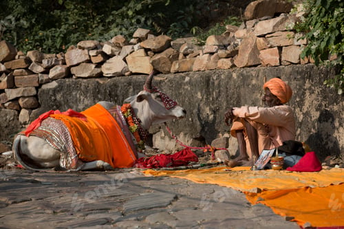 Preview: A man in traditional attire resting next to a decorated cow on a sunny day.