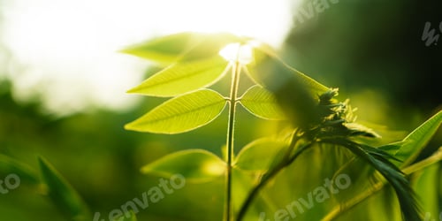 Preview: Spring green leaves with natural morning light