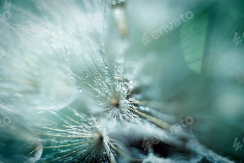 Preview: Beautiful shiny dew water drop on dandelion seed in nature macro. Soft selective focus, sparkling