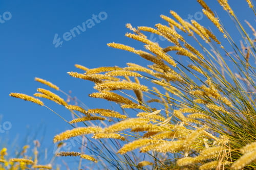 Preview: Reeds sway in the wind against the blue sky