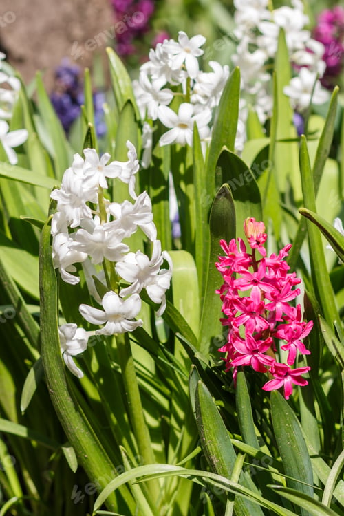 Preview: hyacinth in the spring garden.