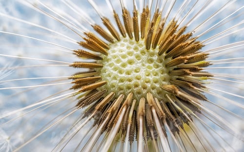 Preview: Dandelion Flower Head