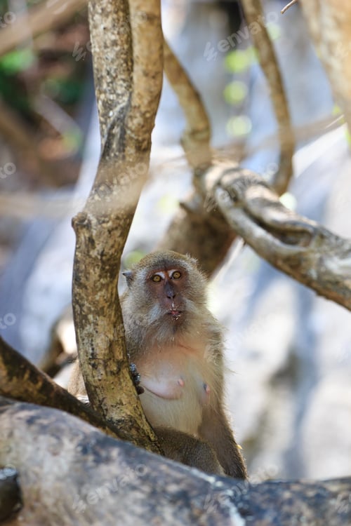 Preview: Monkey on Monkey Beach Phi Phi