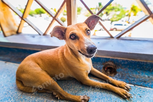 Preview: Homeless Tired small dog lying at handrail in Caribbean airport.