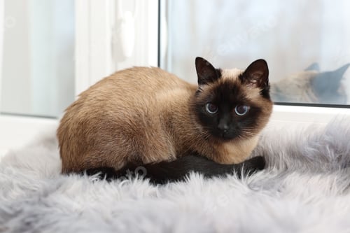 Preview: Adorable Thai cat on window sill at home
