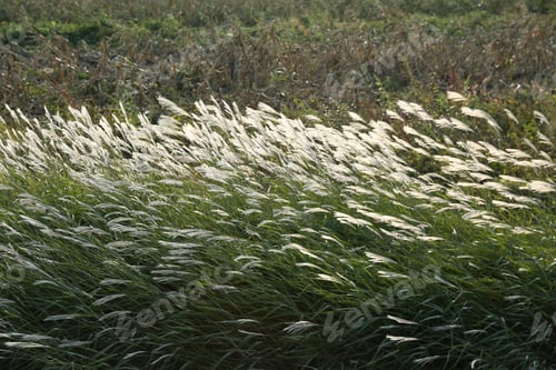Preview: Beautiful field with white flowers on a windy day