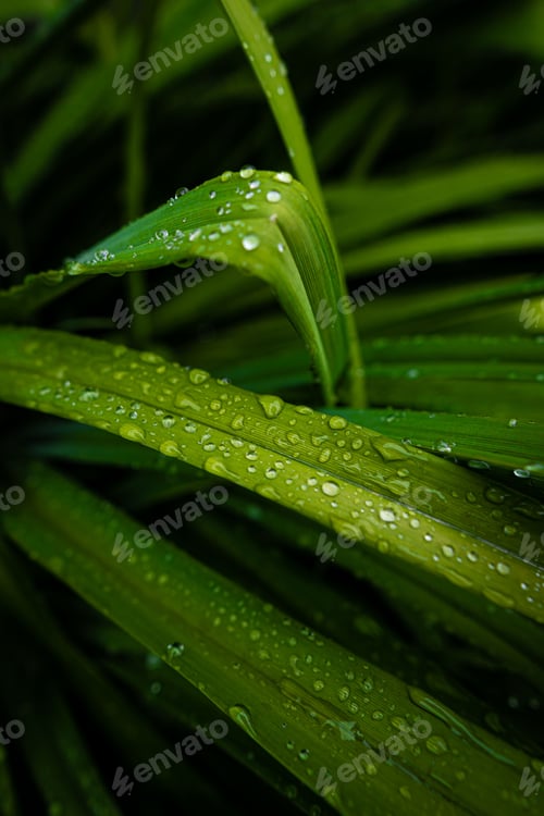 Preview: Closeup of green leaves with water droplets