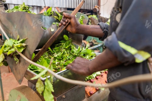 Preview: A worker enters freshly picked tea leaves into the shredder, the tea production process