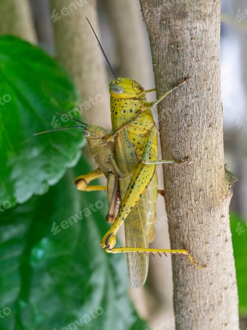 Preview: Mating Locusts