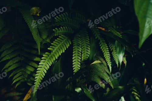 Vista previa: dark fern leaves in the forest foliage background