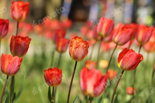 Preview: Tulips Flowers Grow In A Flower Bed On A Sunny Day