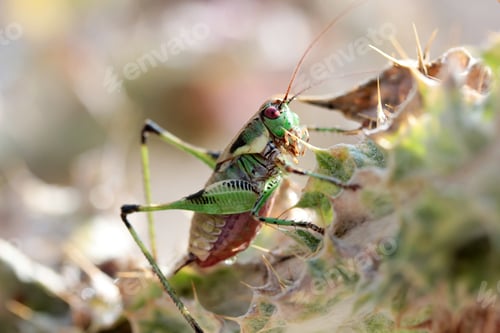Preview: grasshopper on the thorn