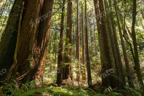 Preview: Redwood trees (Sequoia sempervirens) forest, California