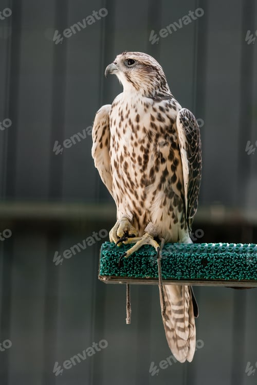 Preview: Beautiful falcon