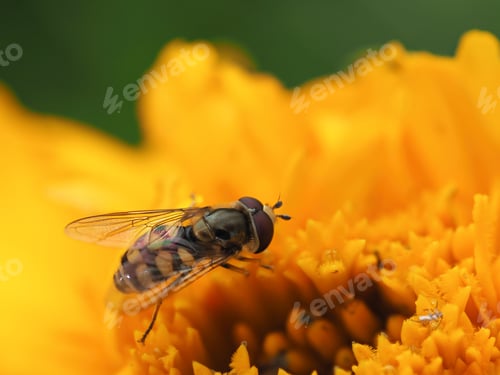 Preview: Close up of Hoverfly