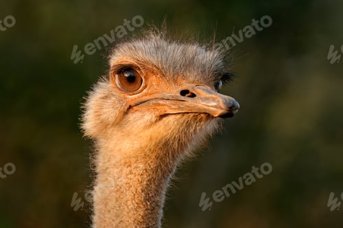 Preview: Close-up portrait of an ostrich