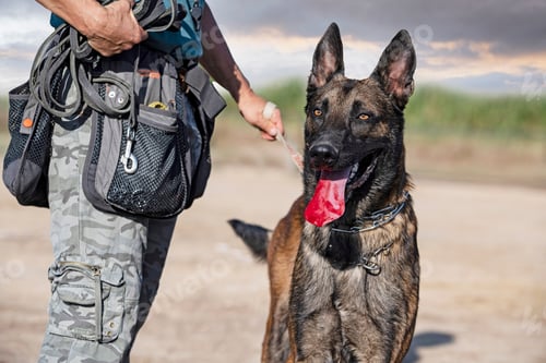 Preview: training of belgian shepherd