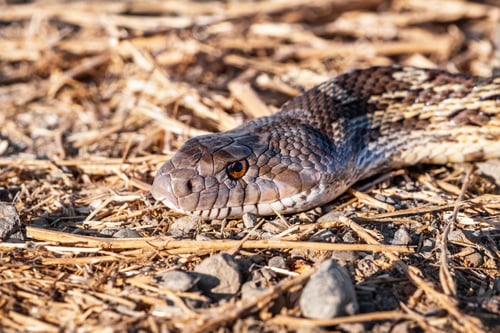 Preview: Pacific Gophersnake