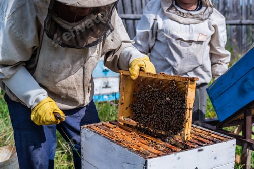 Preview: Elderly beekeepers are inspecting honeycombs. Local family apiary business
