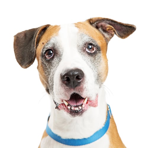 Preview: Happy Crossbreed Big Dog Closeup