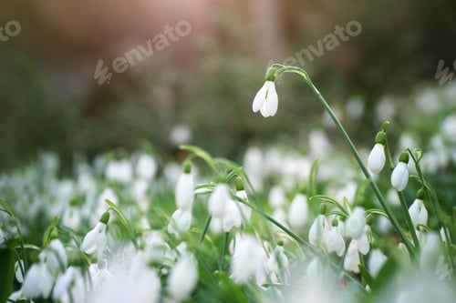 Preview: Snowfrop in forest.