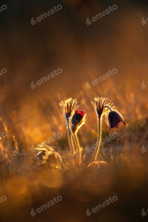 Preview: Black pasque flowers - Pulsatilla pratensis in early morning lights