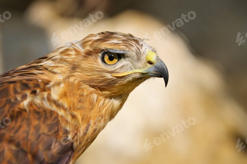 Preview: Hawk portrait. Bird in nature.