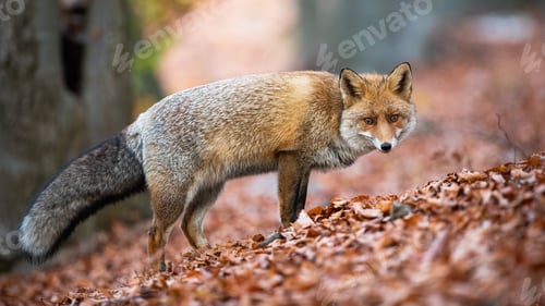 Preview: Red fox looking to the camera on leaves in autumn nature