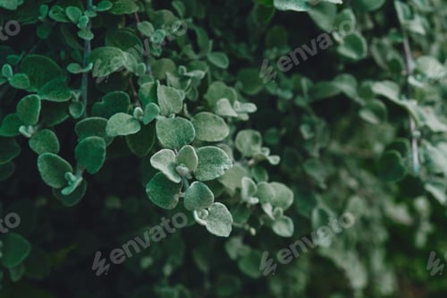Preview: Beautiful natural leaves texture for background, close up.