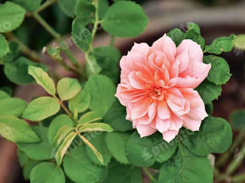 Preview: Pink roses in the garden of pink roses. Blooming Roses on the Bush. Growing roses in the garden. Ton