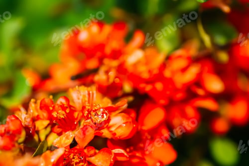 Preview: Flowering Cydonia plant. Red spring flowers of Japanese quince