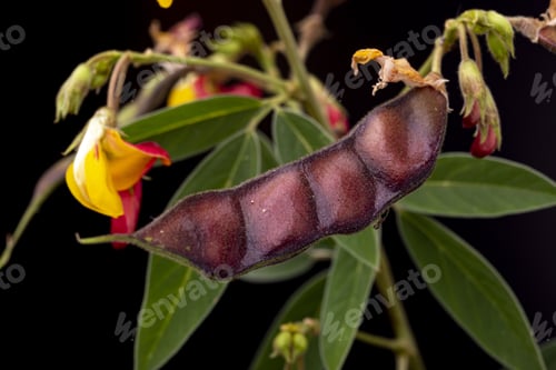 Preview: Pigeon pea plant. Low key studio still life of greenery herb