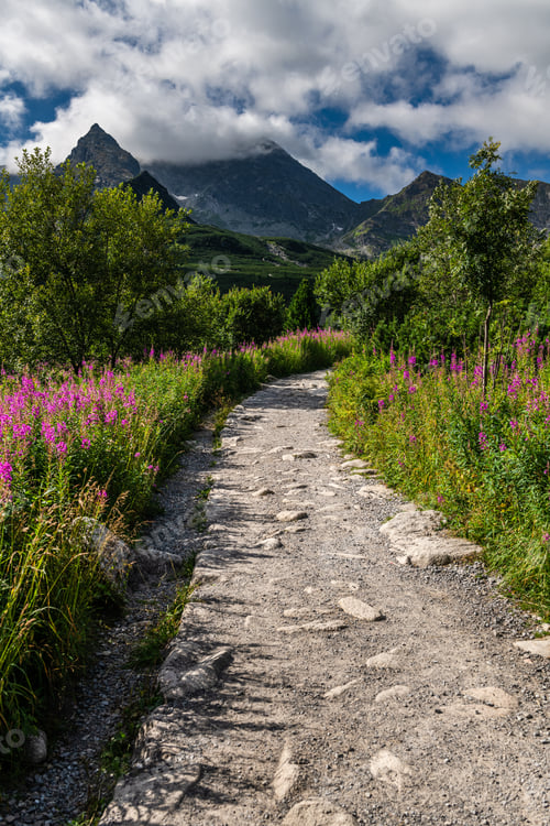 Preview: Scenic Patch in Tatra Mountains with Summer Flowers in Poland