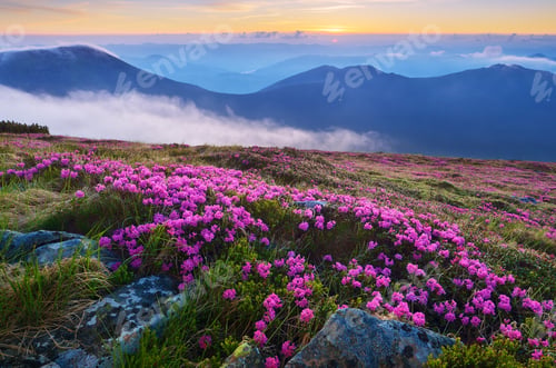 Preview: Mountain landscape in the morning. Flowers rhododendron