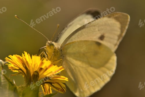 Preview: Butterfly on a dandelion