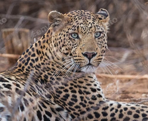 Preview: A Best wildlife vacations in Pictures