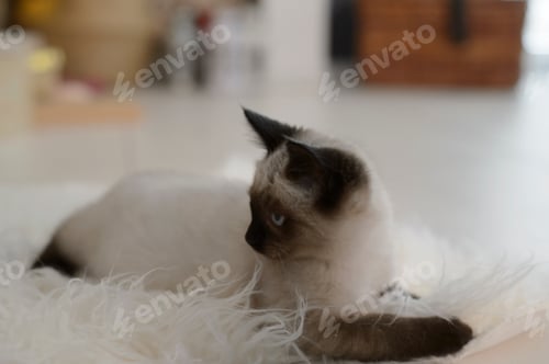 Preview: Siamese Cat