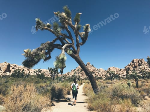 Preview: Joshua Tree