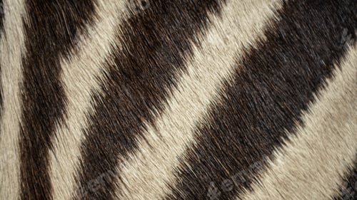 Preview: Animal hair of fur african zebra leather texture background.