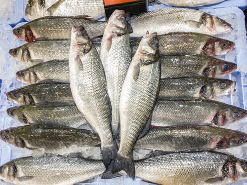 Preview: Close Up of sea bass fish on ice store counter. Seabasses displayed supermarket