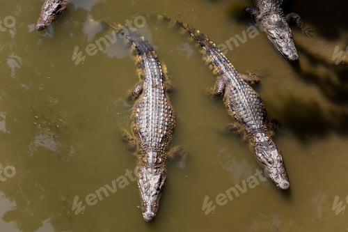 Preview: Siamese crocodiles Mekong delta in Vietnam