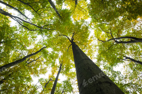 Preview: Low Angle View Of Tall Trees Against The Sky
