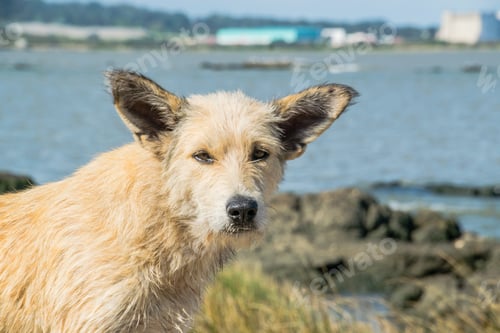 Preview: White Berger Picard on the seaside