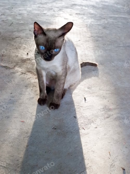Preview: Close-Up Of A Cat Looking Away