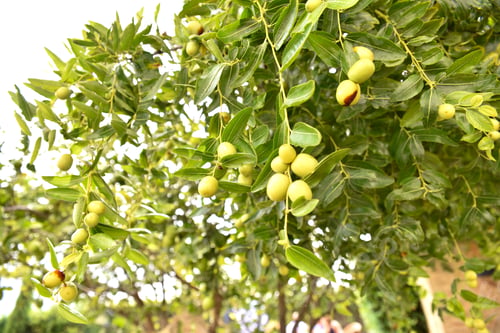 Preview: Jujube branches, Ziziphus lotus, with its green fruits at the beginning of autumn.