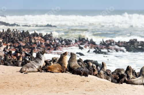 Preview: Fur seal enjoy the heat of the sun