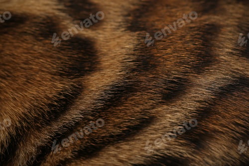 Preview: Wool Cat Bengal Closeup Background Image