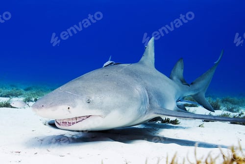 Preview: A Beautiful Shark underwater photography