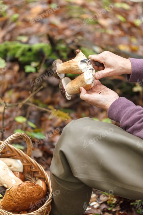 Preview: A woman is cutting a white mushroom with a knife. Hands of a woman, a knife, mushrooms. Soft focus