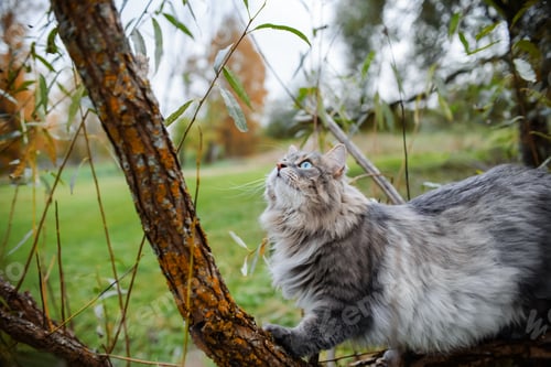 Preview: Portrait of a gray cat on a tree. A fluffy cat with green eyes is climbing a tree. Siberian cat